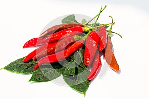 Fresh red chilli on white background