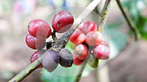 Fresh Red Coffee Beans
