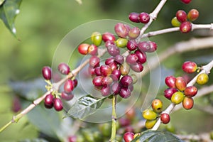 Fresh red coffee beans
