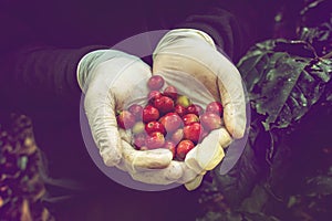 Fresh red coffee beans in farmer hand