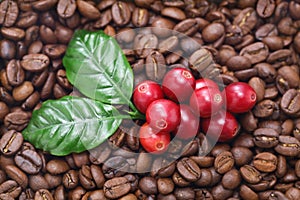 Fresh red coffee beans with leaves