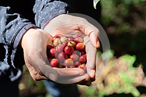 Fresh red coffee berries beans in coffee plantation.arabica coffee berries with agriculturist hands