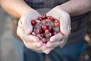 Fresh red coffee berries beans in coffee plantation.arabica coffee berries with agriculturist hands