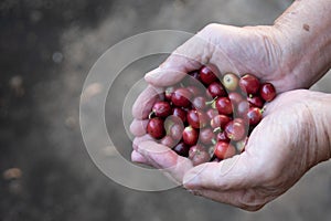 Fresh red coffee berries beans in coffee plantation.arabica coffee berries with agriculturist hands