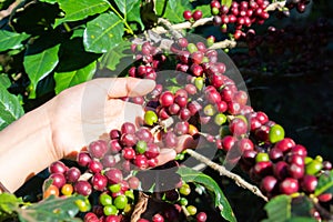 Fresh red coffee berries beans in coffee plantation.arabica coffee berries with agriculturist hands