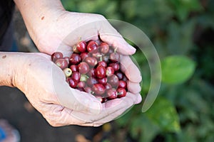 Fresh red coffee berries beans in coffee plantation.arabica coffee berries with agriculturist hands