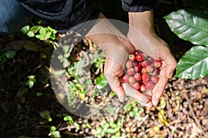 Fresh red coffee berries beans in coffee plantation.arabica coffee berries with agriculturist hands