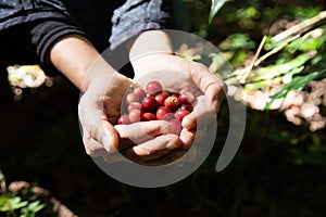 Fresh red coffee berries beans in coffee plantation.arabica coffee berries with agriculturist hands