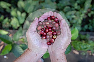 Fresh red coffee berries beans in coffee plantation.arabica coffee berries with agriculturist hands