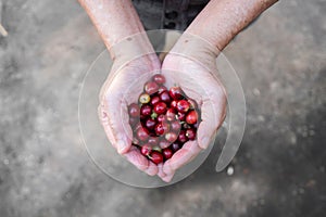 Fresh red coffee berries beans in coffee plantation.arabica coffee berries with agriculturist hands