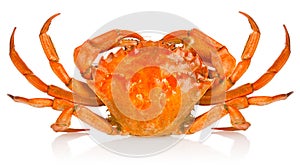 Fresh red crab