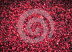 Fresh red cranberries