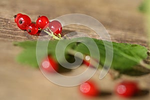 Fresh red currant.