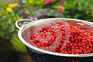 Fresh red currant berries with water drops in cola