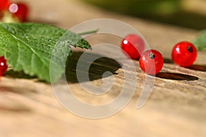 Fresh red currant in bowl.