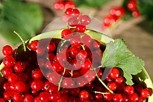 Fresh red currant in bowl.