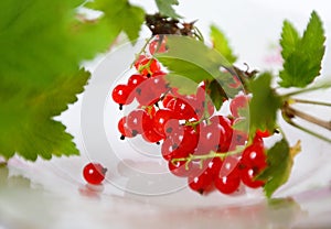 Fresh red currant fruit