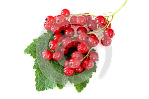 Fresh red currant fruits isolated on a white background