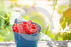 Fresh Red Currant. Full bucket of ripe red currants on a garden background. Summer berries background