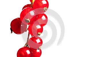 Fresh red currant isolated on white background
