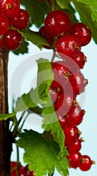 Fresh red currant