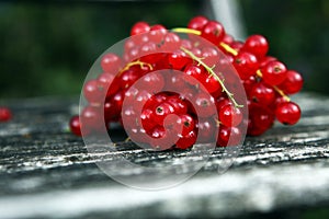 Fresh red currants on background. Healthy summer fruits