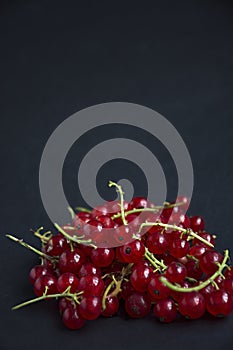 Fresh red currants on a dark background. Space for text