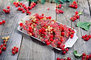 Fresh red current berries with water drops on the metal tray on the rustic wooden table. Summer vegitarian diet. Farmer harvest co