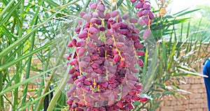 Fresh red dates hanging on date tree