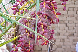 Fresh red dates hanging on date tree