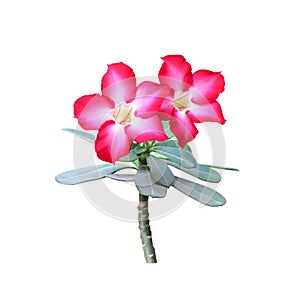 Fresh red desert rose or colorful flowers adenium with green leaf blooming isolated on white background , clipping path