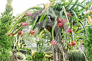 Fresh red dragon fruit or Pitaya growing on the farm for harvesting on a sunny day