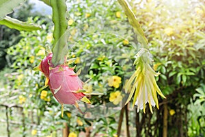 Fresh red dragon fruit or Pitaya growing on the farm for harvesting on a sunny day