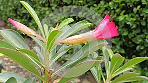 Fresh red flower and green leaves natur