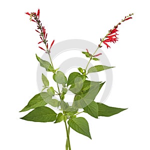 Fresh red flowering Salvia elegans on white background