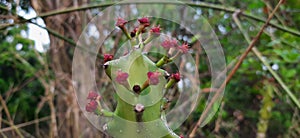 Fresh red flowers on green thorny cactus plant