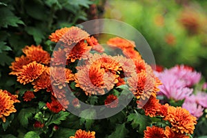 Fresh red flowers plants for layout design background