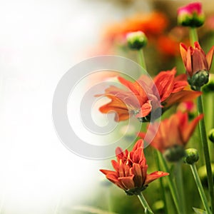Fresh red flowers plants for layout design background