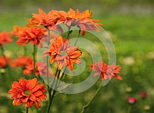 Fresh red flowers plants for layout design background