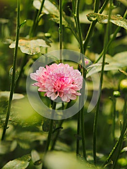 Fresh red flowers plants for layout design background