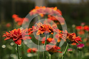 Fresh red flowers plants for layout design background