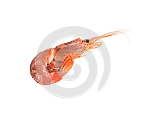 Fresh, red, frozen langoustine shrimp, close-up isolated on a white background, seafood