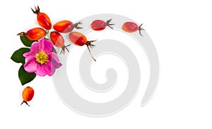 Fresh red fruits and pink flower dog rose, briar Rosa rubiginosa, rose hips with leaves on a white background