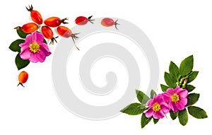 Fresh red fruits and pink flowers dog rose, briar Rosa rubiginosa, rose hips with leaves on a white background