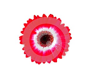 Fresh red gerbera or barberton daisy flower blooming close up top view isolated on white background , clipping path