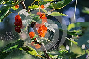 Fresh red gooseberries on a branch of gooseberry bush.