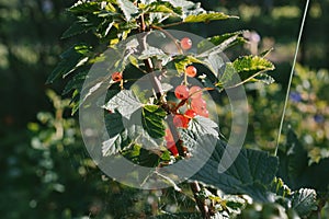 Fresh red gooseberries on a branch of gooseberry bush.