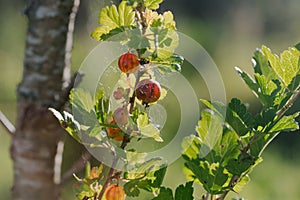 Fresh red gooseberries on a branch of gooseberry bush.