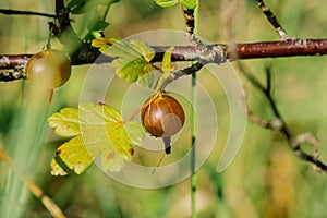 Fresh red gooseberries on a branch of gooseberry bush.