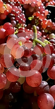 Fresh red grapes